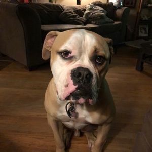 Meet your Posher, Darius